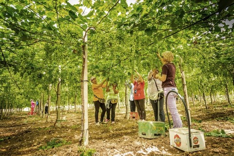 Azienda Spronati Giuseppe - Acinino